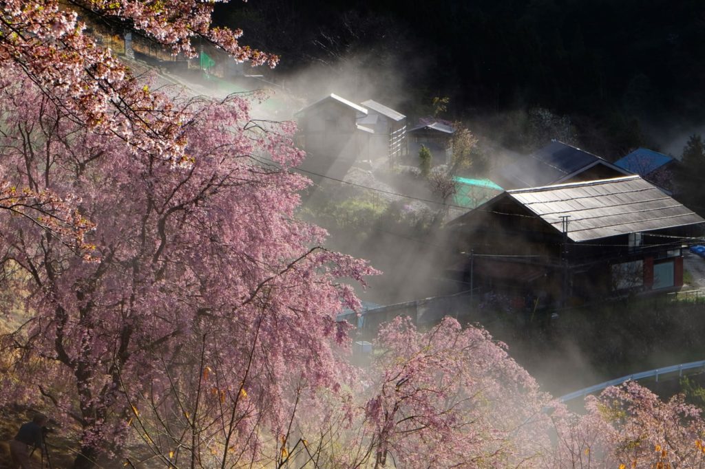 奥多摩の枝垂れ桜と朝霧