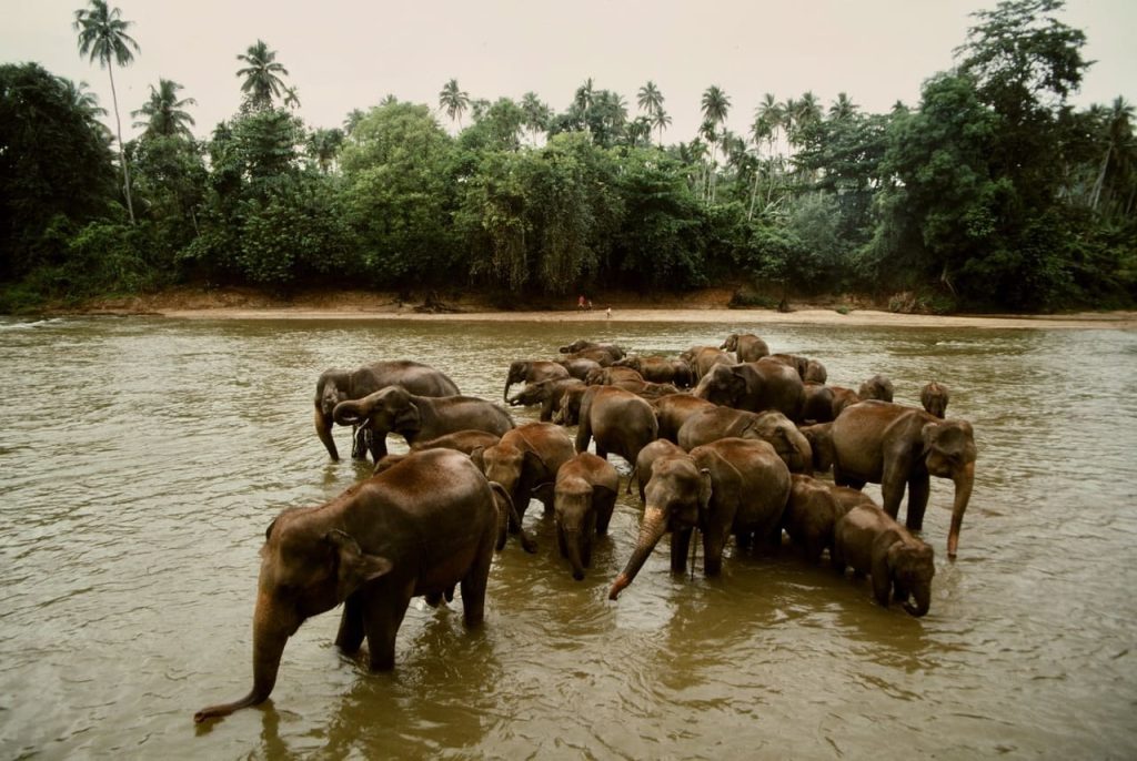 象の水浴びタイム