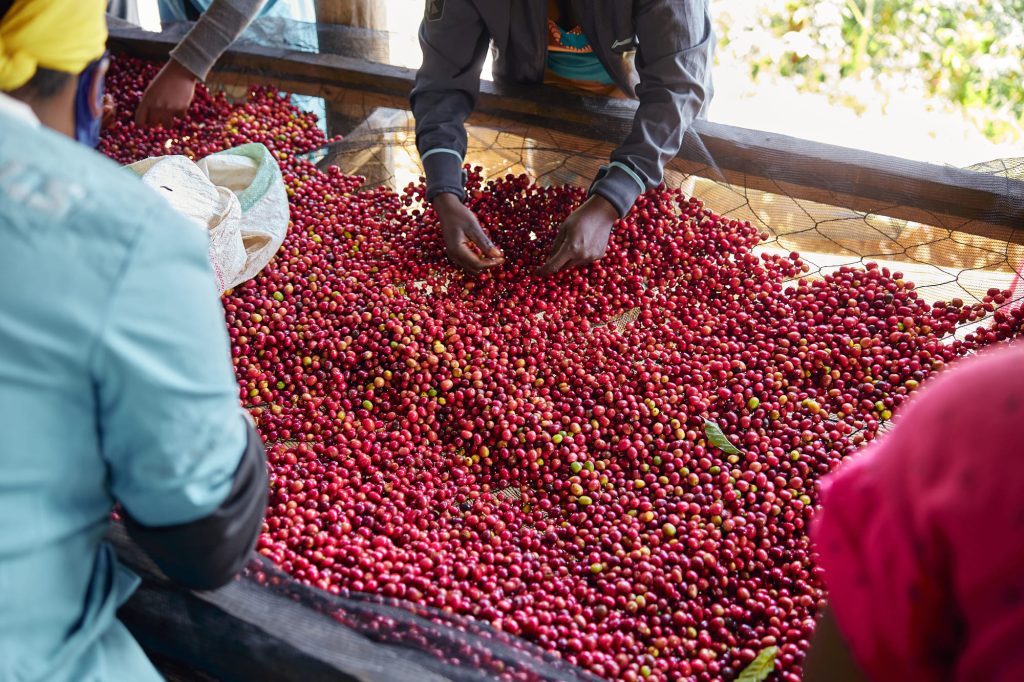 アフリカの労働者たちは、洗濯場で新鮮なコーヒー豆を摘み出している