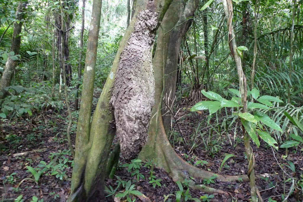 パナマでみつけたアステカアリの巣